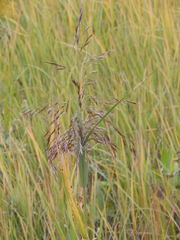 Phragmites australis