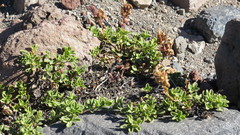 Penstemon davidsonii davidsonii