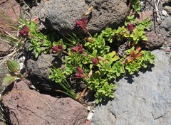 Penstemon davidsonii davidsonii