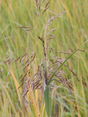 Phragmites australis