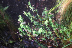 Indigofera filiformis