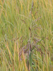 Phragmites australis