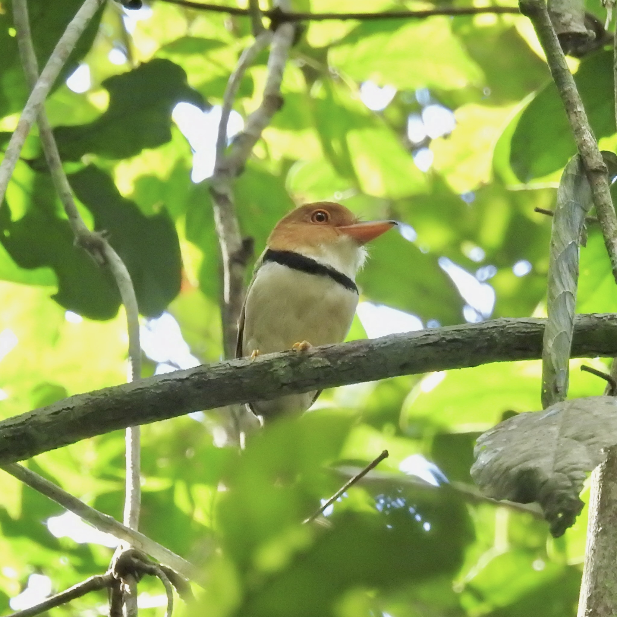 Collared Puffbird (Bucco capensis), photo 2