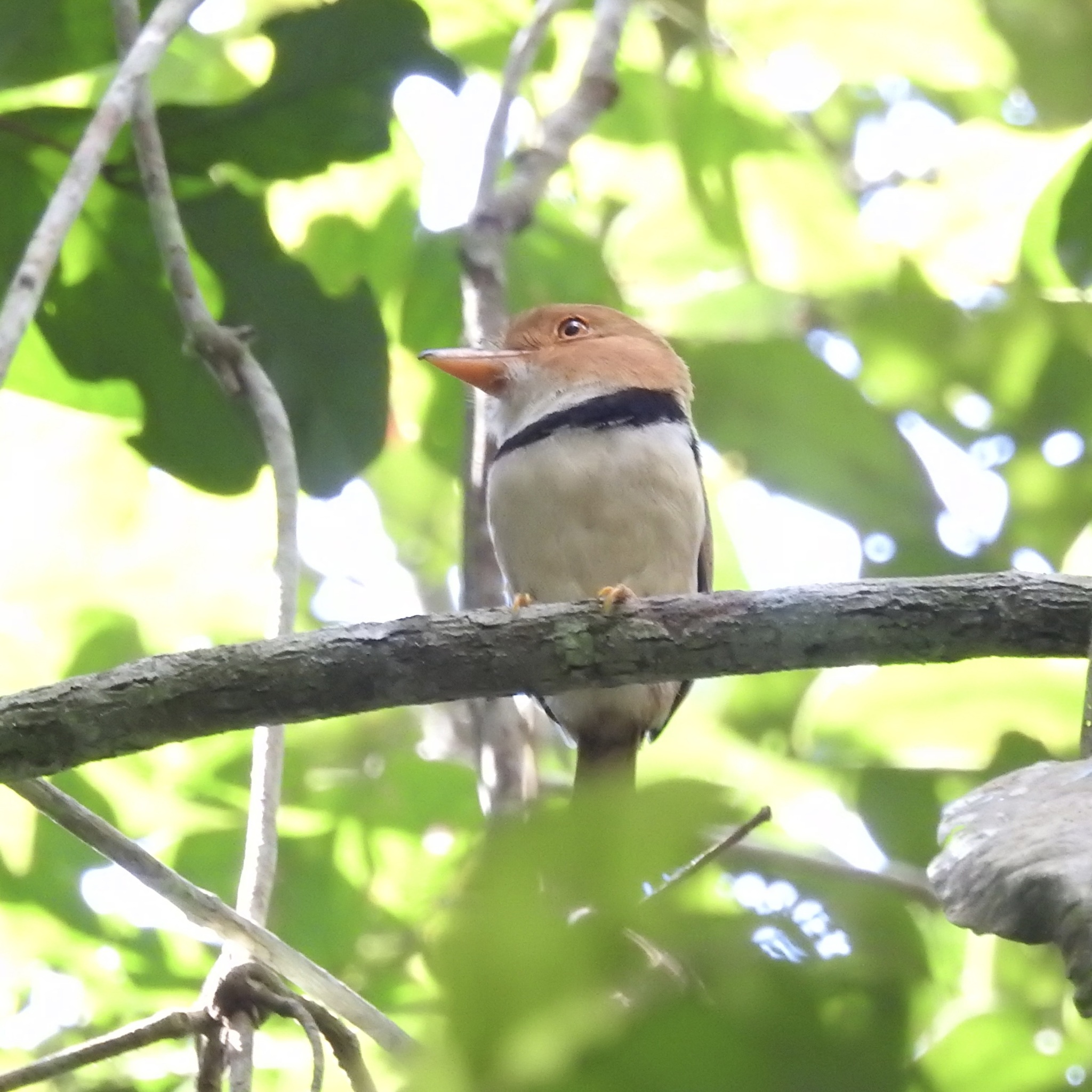 Collared Puffbird (Bucco capensis), photo 3