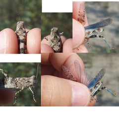 Sphingonotus caerulans caerulans