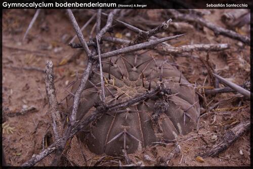 Gymnocalycium bodenbenderianum
