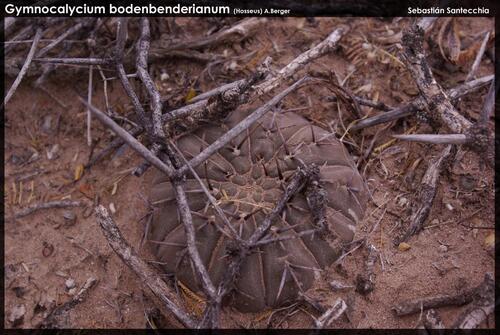 Gymnocalycium bodenbenderianum
