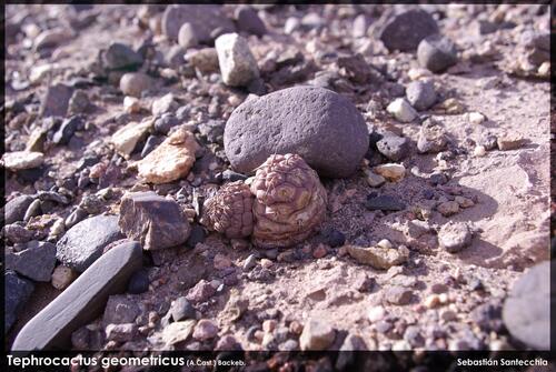Snow man cactus (మంచు మనిషి) (Tephrocactus geometricus)