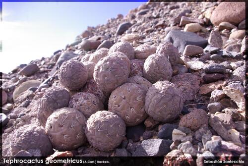 Tephrocactus alexanderi
