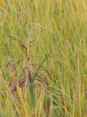 Phragmites australis