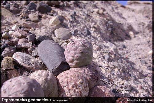 Tephrocactus alexanderi