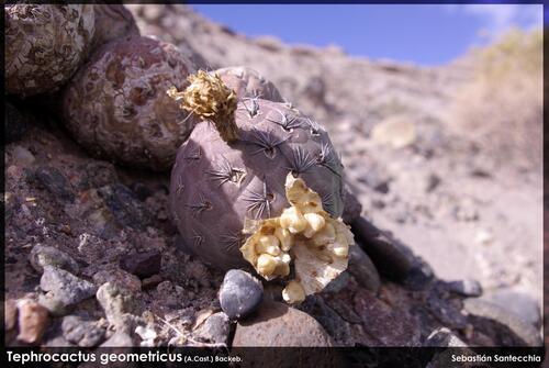 Tephrocactus alexanderi