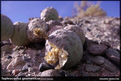 Tephrocactus alexanderi