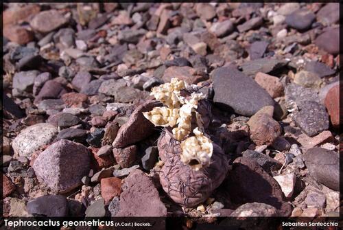 Tephrocactus alexanderi