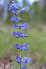 Penstemon saxosorum, photograph (c) Austin Saunders, some rights reserved (CC BY)