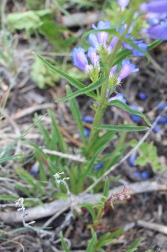 Penstemon saxosorum, photograph 5