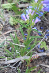 Penstemon saxosorum, photograph (c) Austin Saunders, some rights reserved (CC BY)