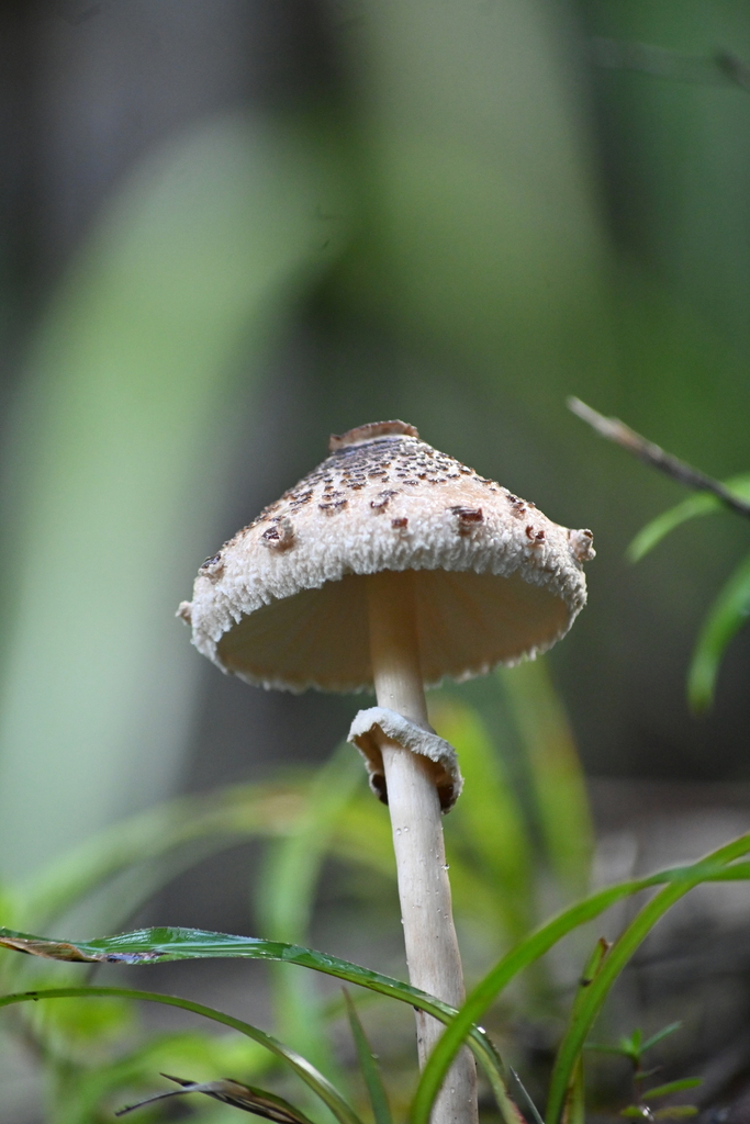 Macrolepiota clelandii · June 2025 · photo: © naturalist132890 (iNaturalist, CC)