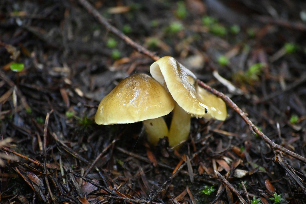 Tricholoma viridiolivaceum · June 2025 · photo: © naturalist132890 (iNaturalist, CC)