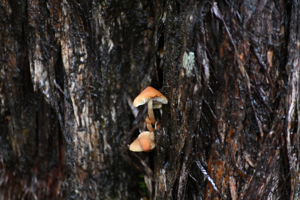 Hypholoma acutum · June 2025 · photo: © naturalist132890 (iNaturalist, CC)