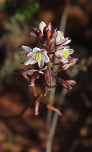 Drimia exuviata