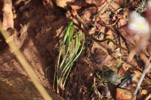 Drimia exuviata