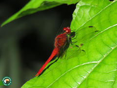 Erythrodiplax castanea