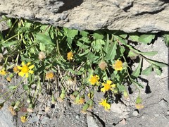 Packera subnuda