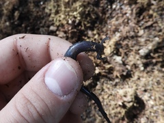 Plethodon hoffmani
