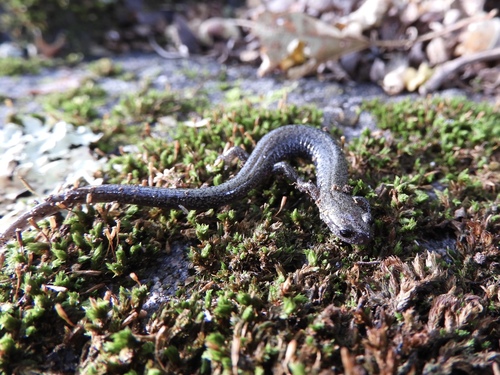 Valley and Ridge Salamander