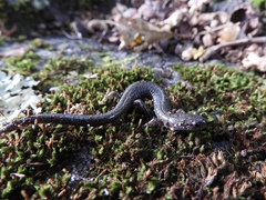 Plethodon hoffmani