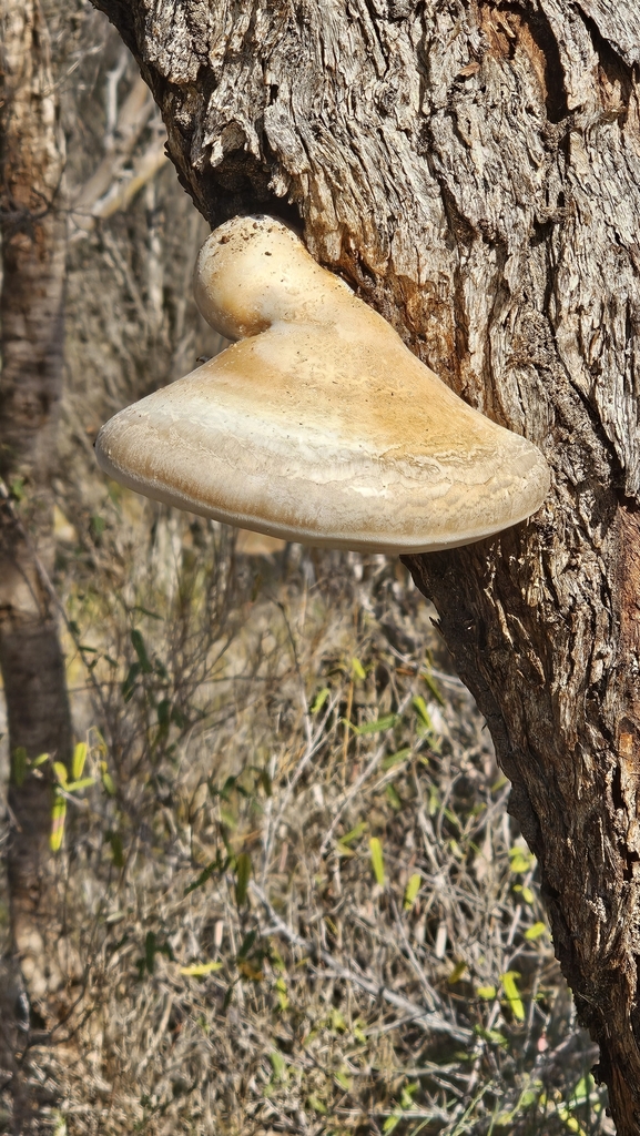 Laetiporus portentosus · June 2025 · photo: © orchidrose (iNaturalist, cc0)