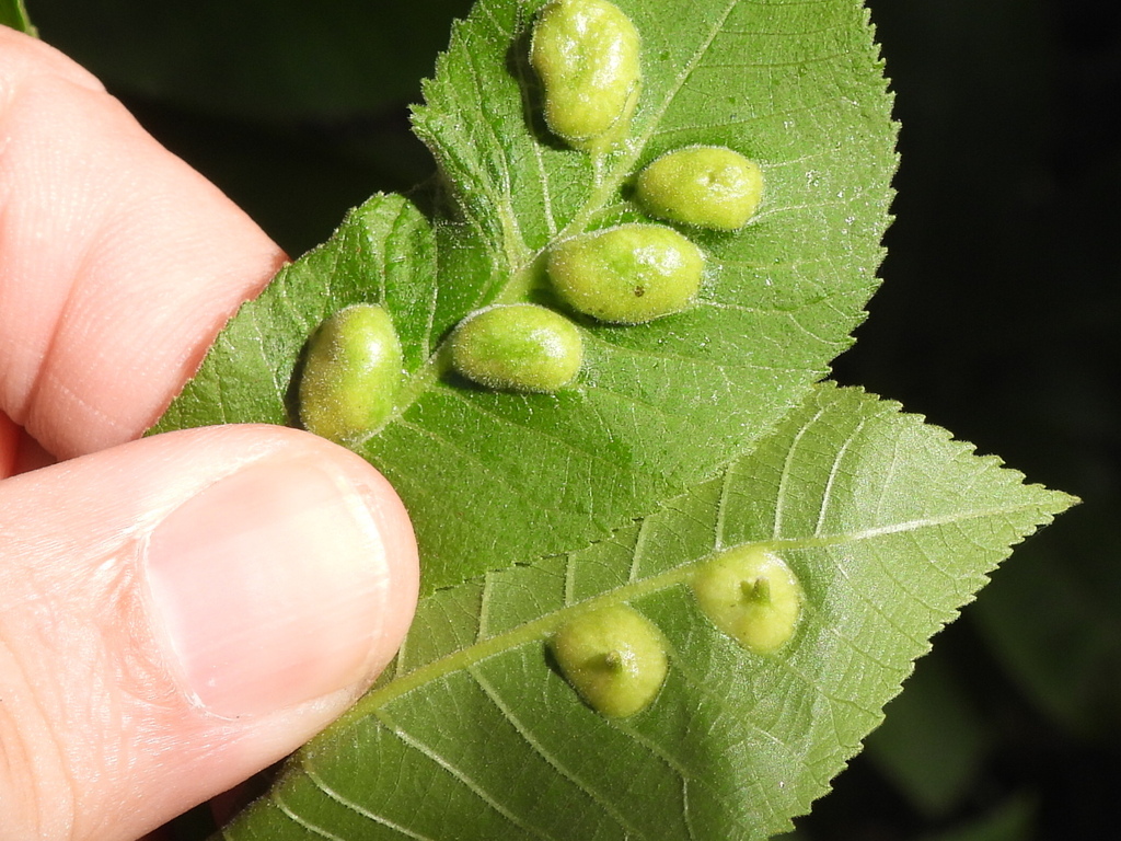 Phylloxera notabilis