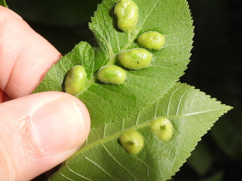 Phylloxera notabilis