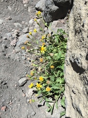 Packera subnuda