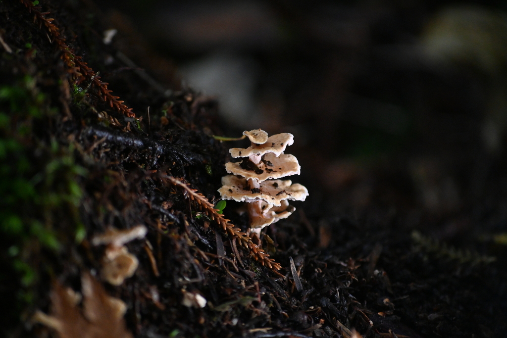 Podoserpula pusio · June 2025 · photo: © naturalist132890 (iNaturalist, CC)