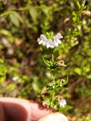 Clinopodium carolinianum