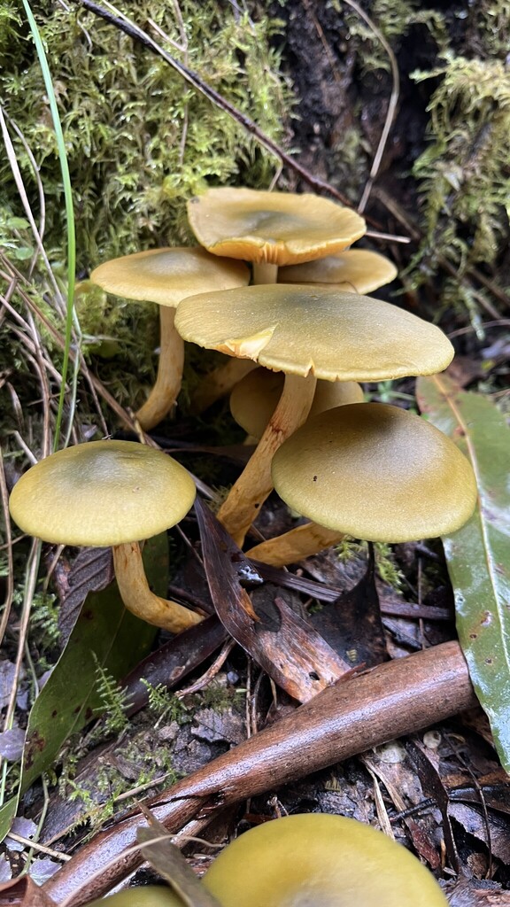Cortinarius austrovenetus · June 2025 · photo: © djnugent (iNaturalist, cc0)
