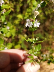 Clinopodium carolinianum
