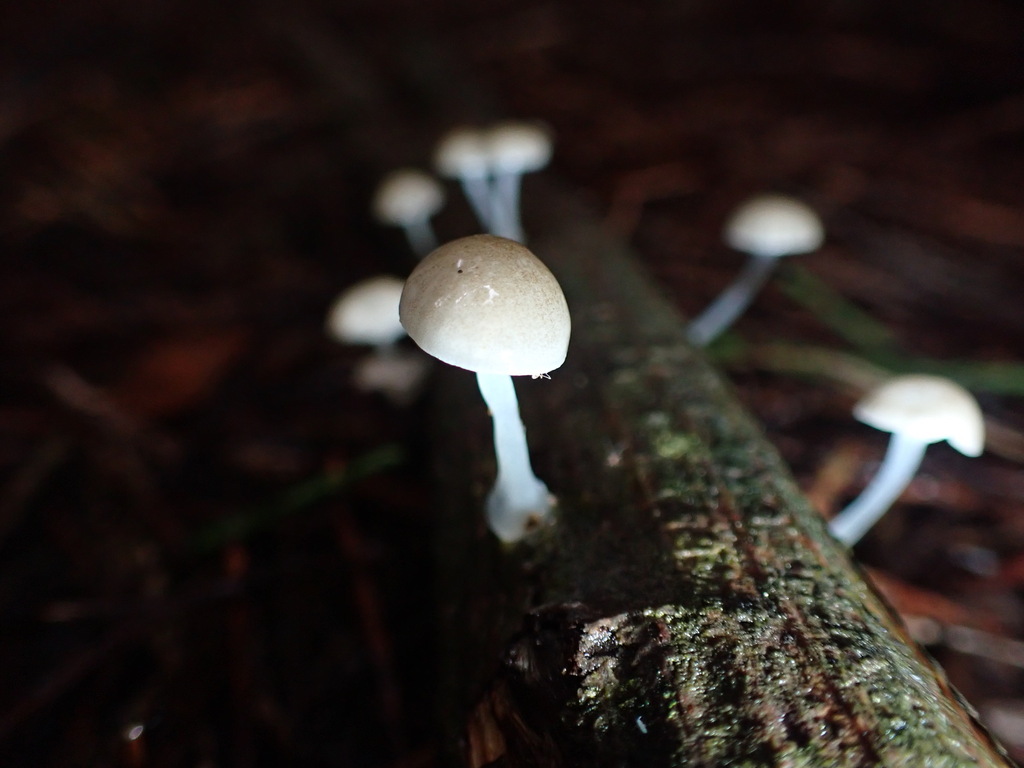 Roridomyces austrororidus · June 2025 · photo: © djnugent (iNaturalist, cc0)