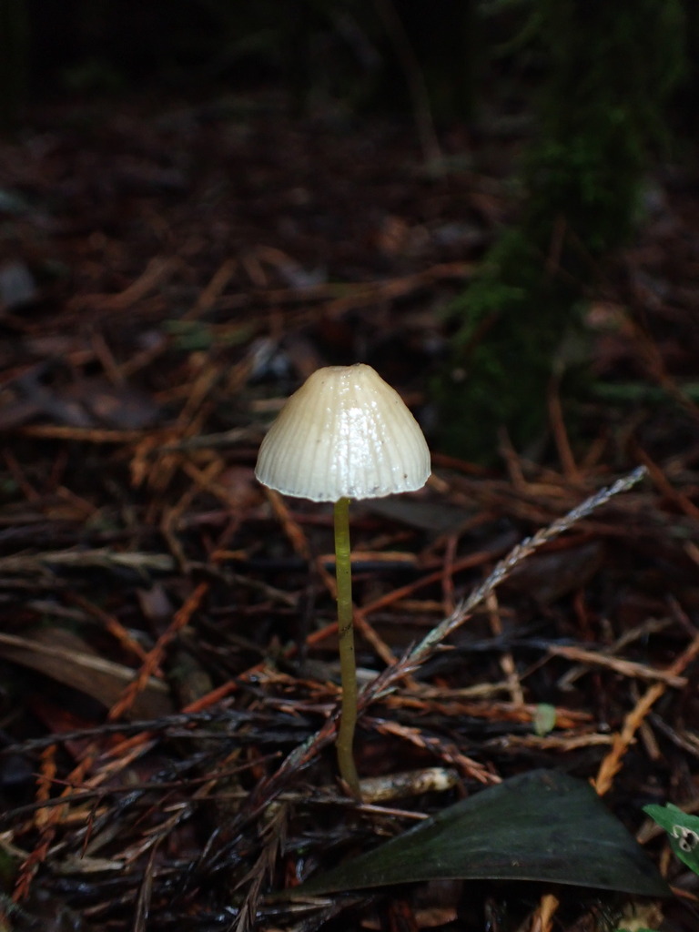 Mycena epipterygia · June 2025 · photo: © djnugent (iNaturalist, cc0)