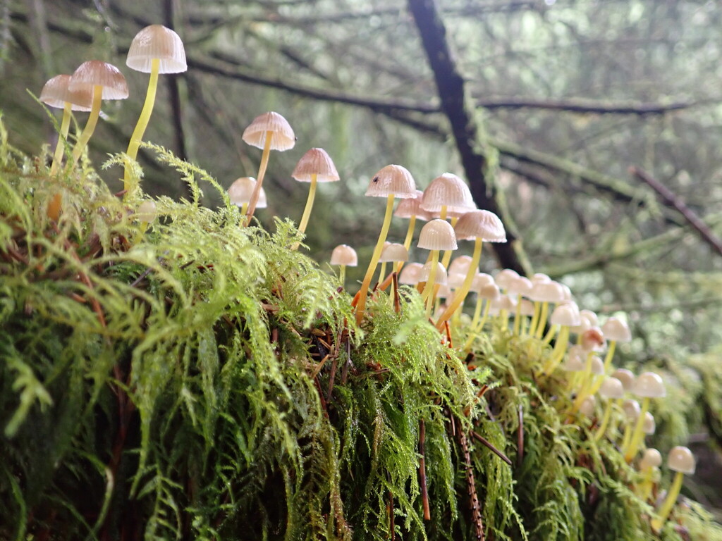 Mycena epipterygia · June 2025 · photo: © djnugent (iNaturalist, cc0)