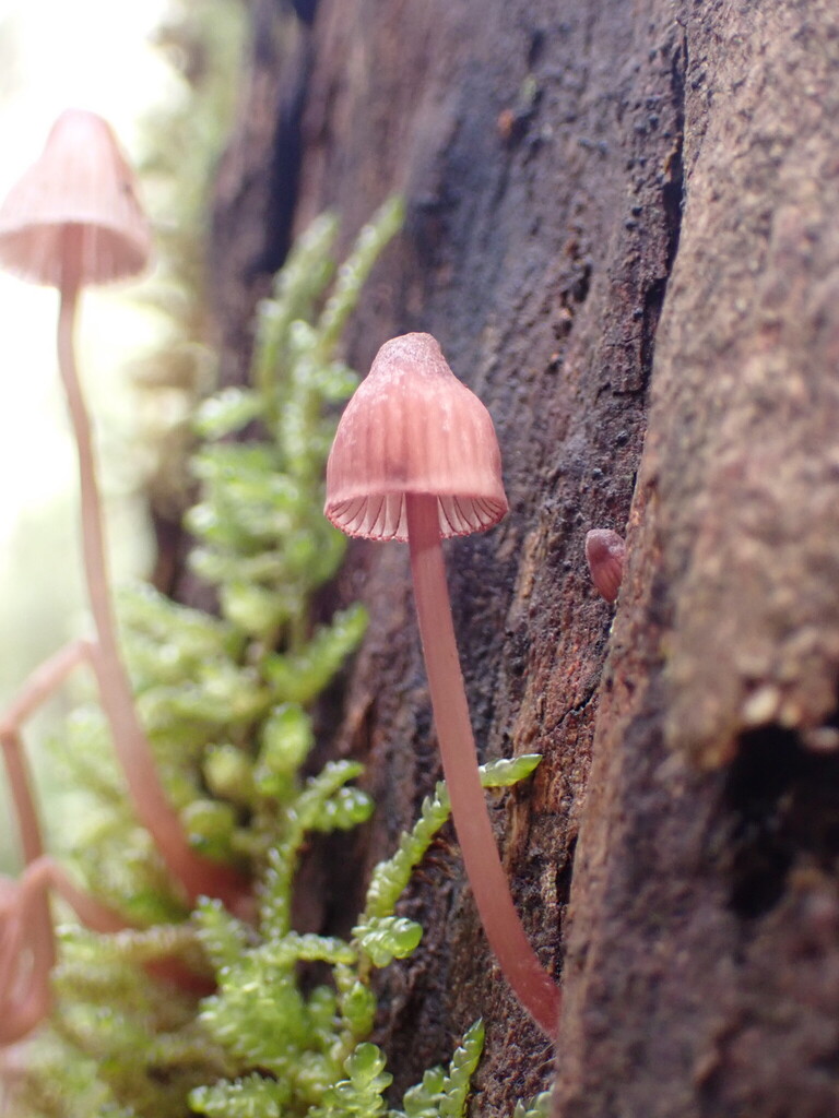 Mycena kuurkacea · June 2025 · photo: © djnugent (iNaturalist, cc0)