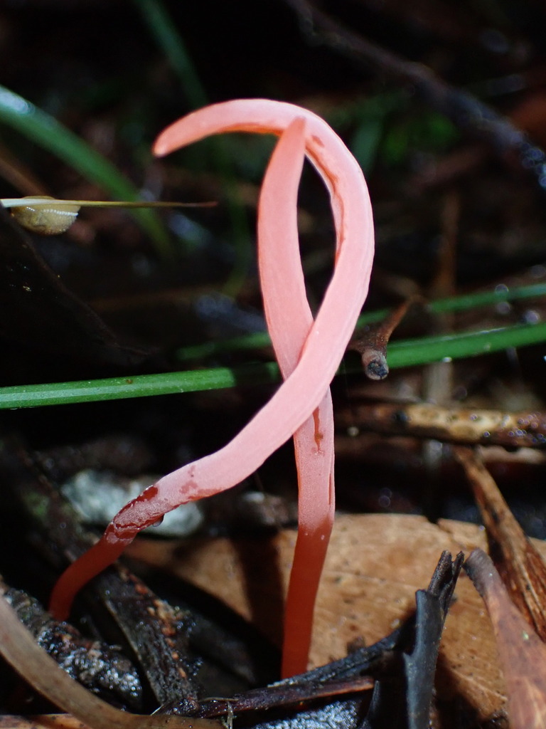 Clavulinopsis corallinorosacea · June 2025 · photo: © djnugent (iNaturalist, cc0)