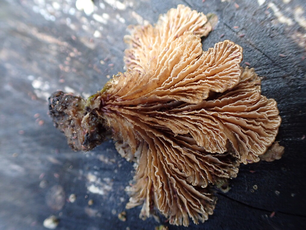 Schizophyllum commune · June 2025 · photo: © djnugent (iNaturalist, cc0)