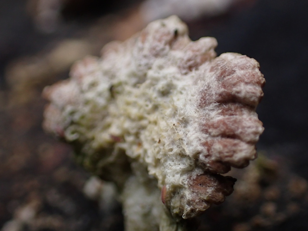 Schizophyllum commune · June 2025 · photo: © djnugent (iNaturalist, cc0)