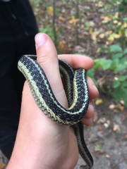 Thamnophis sirtalis sirtalis
