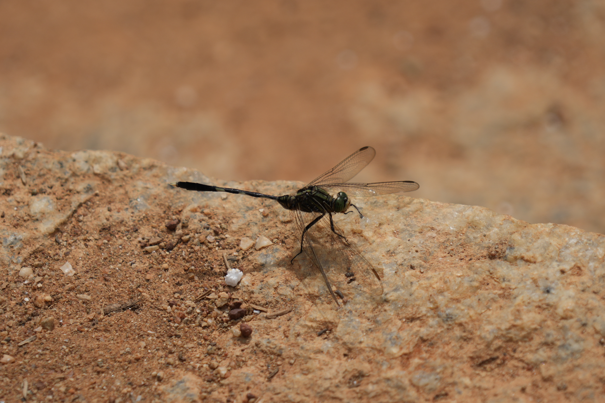 Slender Skimmer