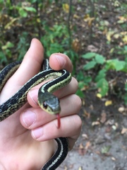 Thamnophis sirtalis sirtalis