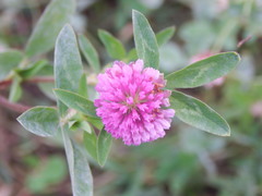 Trifolium pratense